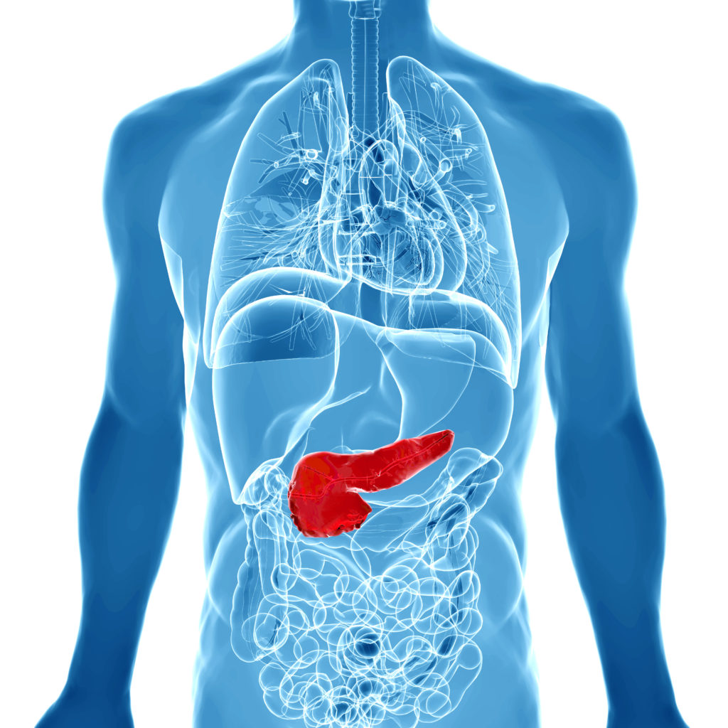 3d rendered illustration of the male pancreas